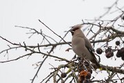DP Wildlife Photography - Latvia - Waxwing - P