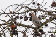 DP Wildlife Photography - Latvia - Waxwing - Q
