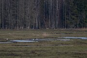 DP Wildlife Photography - Latvia - Whooper swan - A