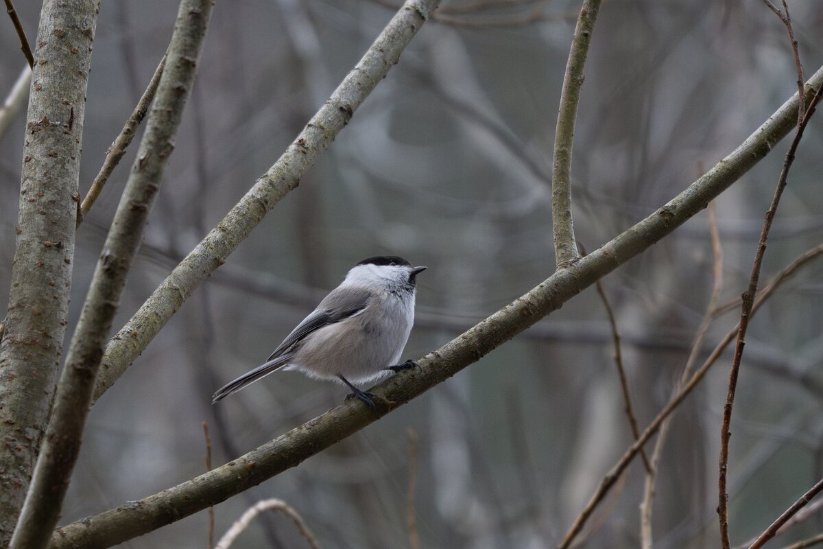 DP Wildlife Photography - Latvia - Willow tit - B.jpg - Willow tit - Gauja National Park