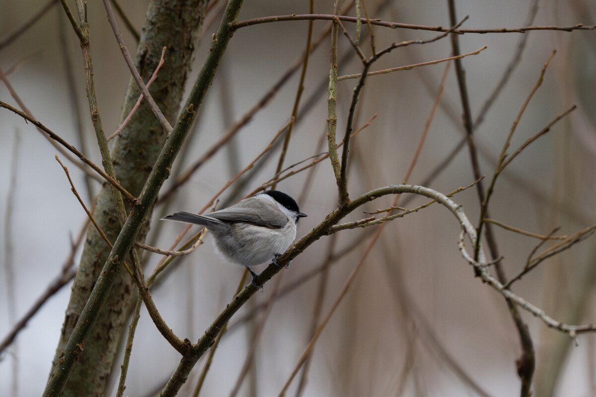 DP Wildlife Photography - Latvia - Willow tit - D.jpg - Willow tit - Gauja National Park