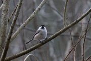 DP Wildlife Photography - Latvia - Willow tit - A