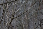 DP Wildlife Photography - Latvia - Willow tit - C
