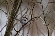 DP Wildlife Photography - Latvia - Willow tit - D