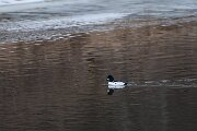 Common goldeneye