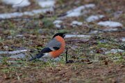 Eurasian bullfinch