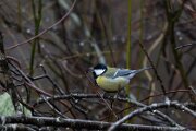 Great tit
