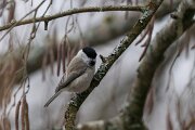 Marsh tit
