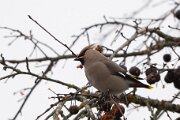 Waxwing