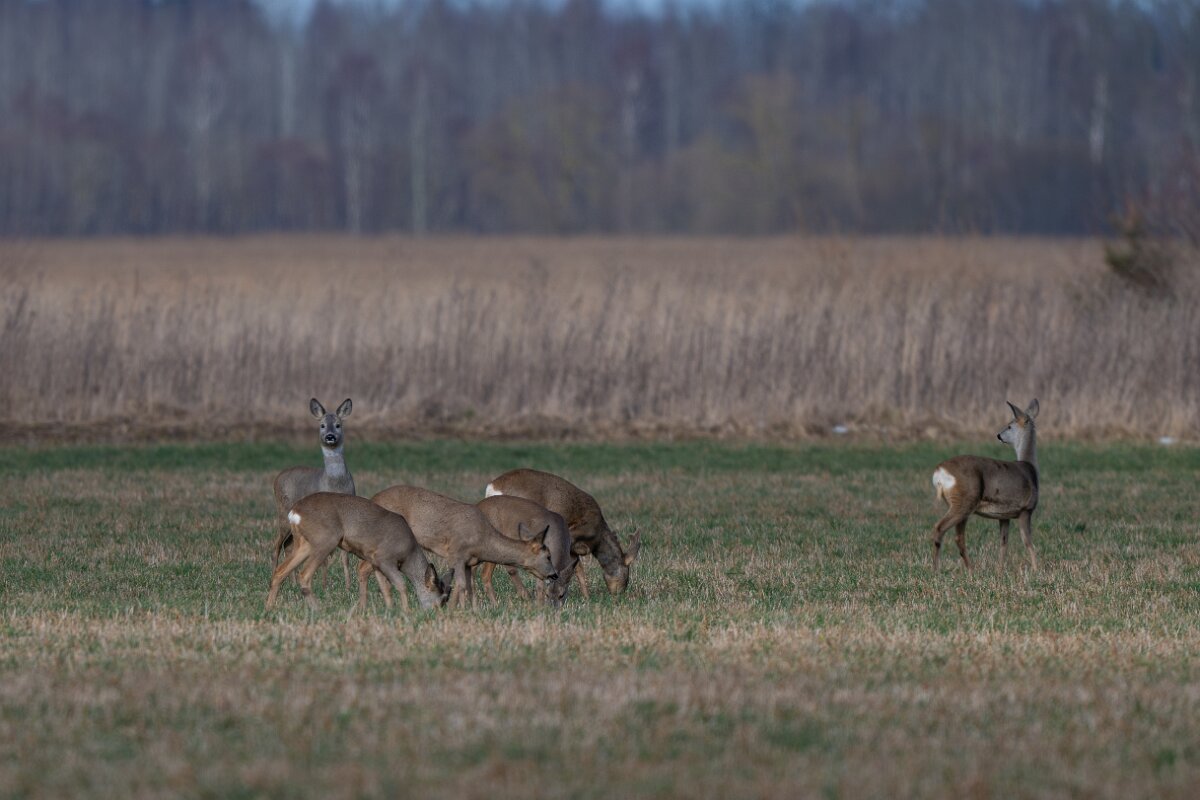 DP Wildlife Photography - Latvia - Roe deer - A.jpg - Roe deer herd - Ķemeri National Park