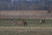 DP Wildlife Photography - Latvia - Roe deer - A