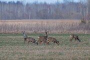 DP Wildlife Photography - Latvia - Roe deer - B