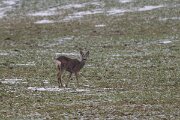 DP Wildlife Photography - Latvia - Roe deer - C