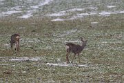 DP Wildlife Photography - Latvia - Roe deer - D