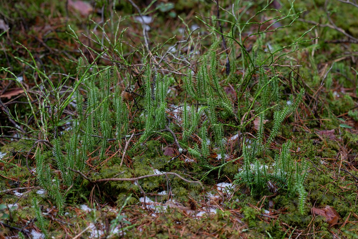 DP Wildlife Photography - Latvia - Interrupted clubmoss - A.jpg - Interrupted clubmoss - Gauja National Park