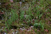 DP Wildlife Photography - Latvia - Interrupted clubmoss - A