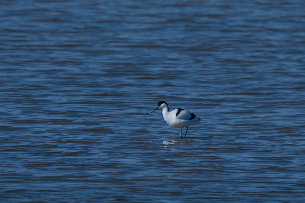 DP Wildlife Photography - Netherlands - Avocet - A.jpg - Avocet - Texel