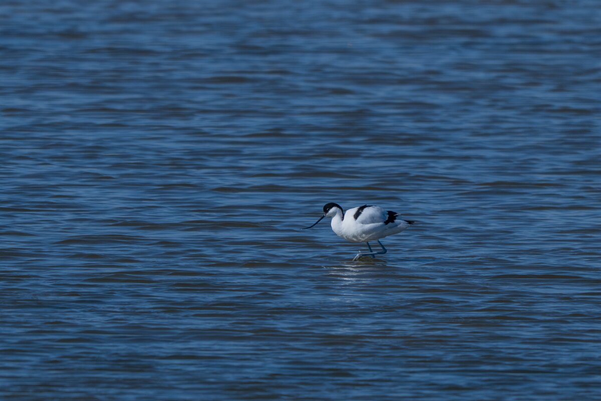 DP Wildlife Photography - Netherlands - Avocet - B.jpg - Avocet - Texel