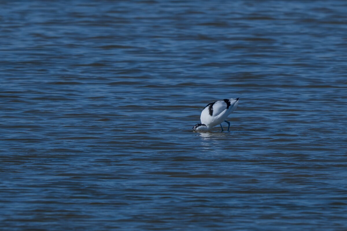 DP Wildlife Photography - Netherlands - Avocet - C.jpg - Avocet - Texel