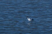 DP Wildlife Photography - Netherlands - Avocet - A