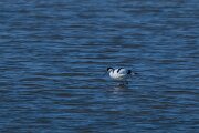 DP Wildlife Photography - Netherlands - Avocet - B