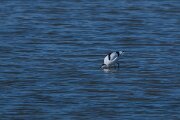 DP Wildlife Photography - Netherlands - Avocet - C