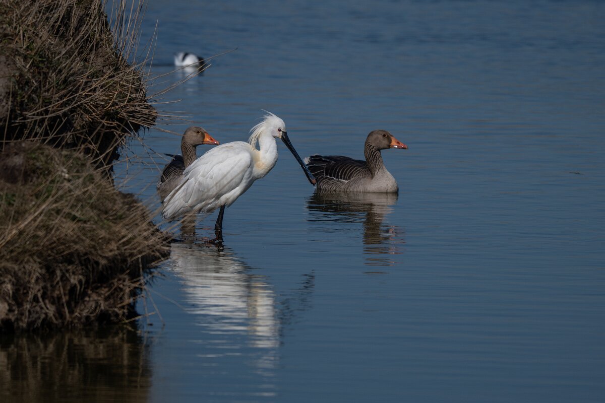 DP Wildlife Photography - Netherlands - Eurasian spoonbill - B.jpg - Eurasian spoonbill - Texel