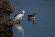 DP Wildlife Photography - Netherlands - Eurasian spoonbill - A