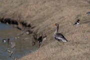 DP Wildlife Photography - Netherlands - Greylag goose - A
