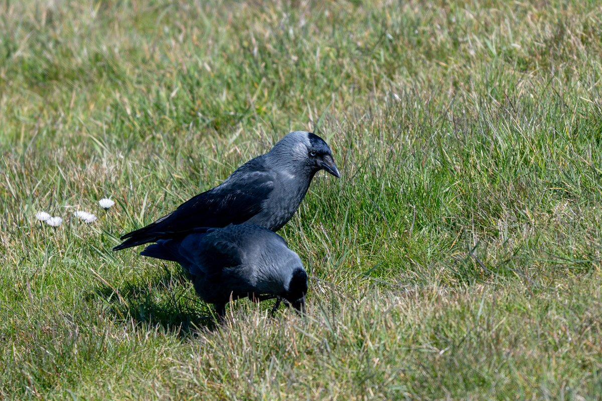 DP Wildlife Photography - Netherlands - Jackdaw - A.jpg - Jackdaw - Texel