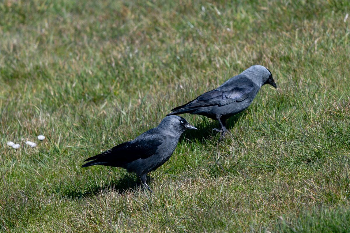 DP Wildlife Photography - Netherlands - Jackdaw - B.jpg - Jackdaw - Texel
