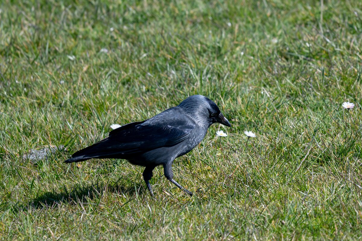 DP Wildlife Photography - Netherlands - Jackdaw - C.jpg - Jackdaw - Texel