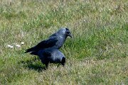 DP Wildlife Photography - Netherlands - Jackdaw - A