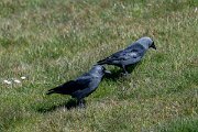 DP Wildlife Photography - Netherlands - Jackdaw - B