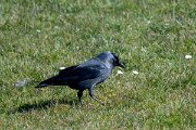DP Wildlife Photography - Netherlands - Jackdaw - C