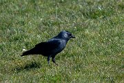 DP Wildlife Photography - Netherlands - Jackdaw - D