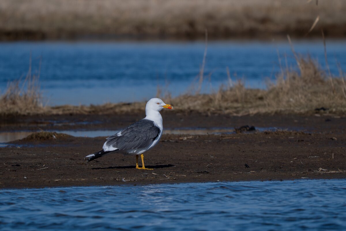 DP Wildlife Photography - Netherlands - Lesser black-backed gull - A.jpg - Lesser black-backed gull - Texel