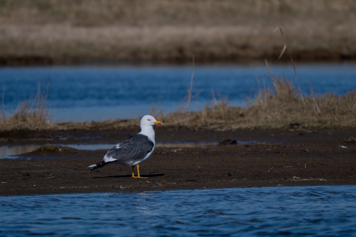 DP Wildlife Photography - Netherlands - Lesser black-backed gull - B.jpg - Lesser black-backed gull - Texel