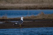 DP Wildlife Photography - Netherlands - Lesser black-backed gull - B