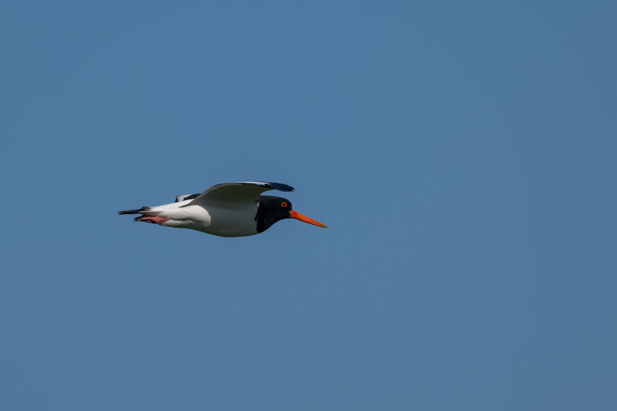 DP Wildlife Photography - Netherlands - Oystercatcher - B.jpg - Oystercatcher - Texel