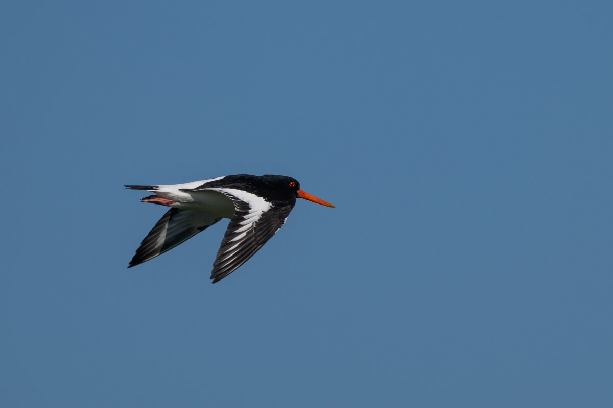 DP Wildlife Photography - Netherlands - Oystercatcher - C.jpg - Oystercatcher - Texel
