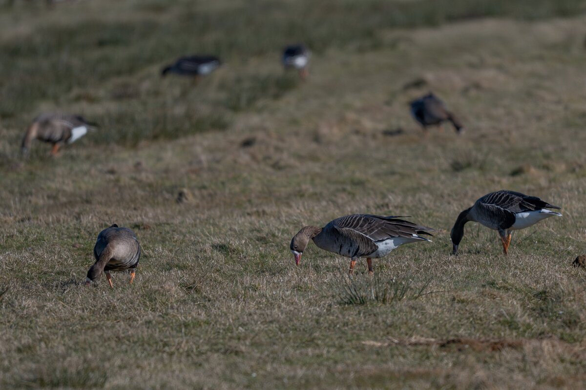 DP Wildlife Photography - Netherlands - White-fronted goose - B.jpg - Russian white-fronted goose - Texel