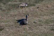 DP Wildlife Photography - Netherlands - White-fronted goose - A