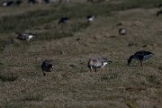 DP Wildlife Photography - Netherlands - White-fronted goose - D