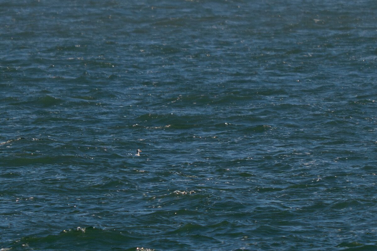 DP Wildlife Photography - Netherlands - Spectacled eider - A.jpg - Spectacled eider - Texel