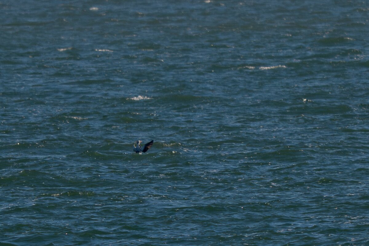 DP Wildlife Photography - Netherlands - Spectacled eider - B.jpg - Spectacled eider - Texel