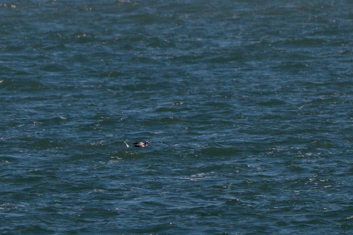 DP Wildlife Photography - Netherlands - Spectacled eider - C.jpg - Spectacled eider - Texel