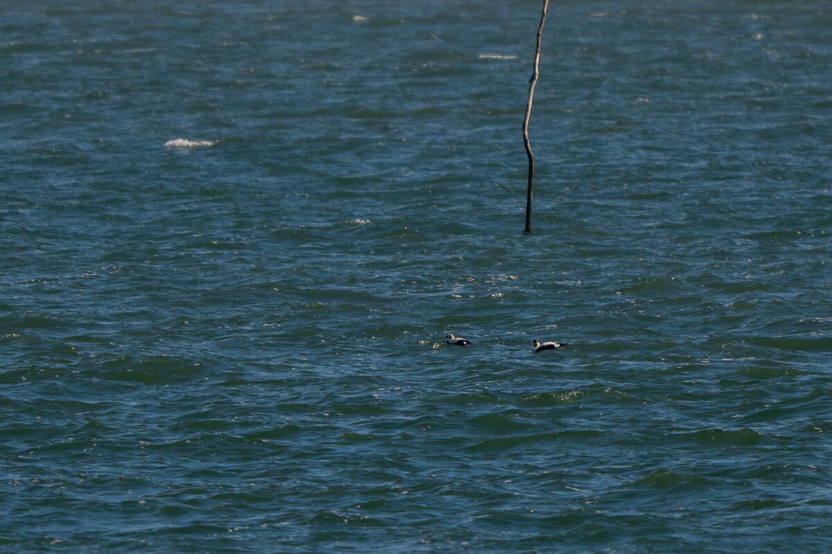 DP Wildlife Photography - Netherlands - Spectacled eider - D.jpg - Spectacled and common eider - Texel
