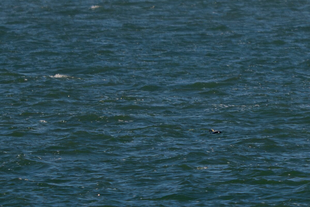 DP Wildlife Photography - Netherlands - Spectacled eider - E.jpg - Spectacled eider - Texel