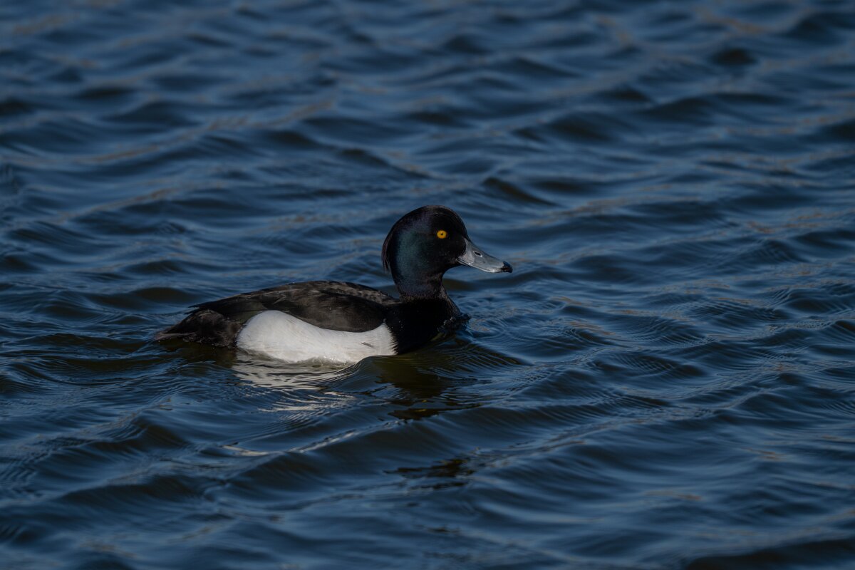 DP Wildlife Photography - Netherlands - Tufted duck - B.jpg - Tufted duck, male - Texel